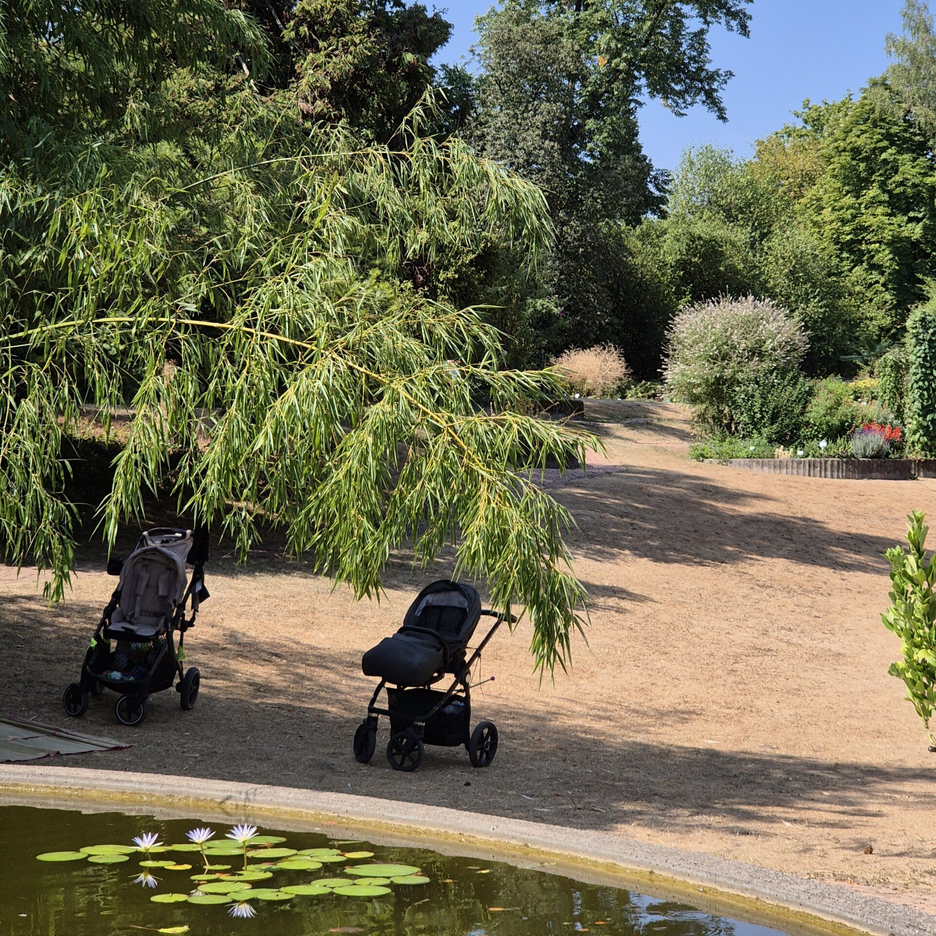 Zwei leere Kinderwagen stehen auf einem trockenen, grasbewachsenen Hang in der Nähe eines Teiches mit Seerosenblättern, umgeben von grünen Bäumen und Sträuchern unter einem strahlend blauen Himmel.